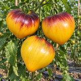 304 Strawberry Sergeant Orange F5 Tomato Seeds | 5.3–12.3 oz Orange Anthocyanin Hearts