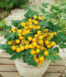 Orange Hat Dwarf Micro Tomato Seeds | Tiny Orange Fruits, Dwarf Plant for Containers