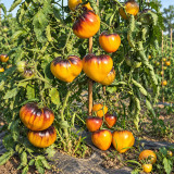 304 Strawberry Sergeant Orange F5 Tomato Seeds | 5.3–12.3 oz Orange Anthocyanin Hearts