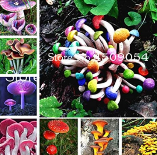 Rare Mushroom Spawn Seeds | - | Edible & Ornamental for Home Farm