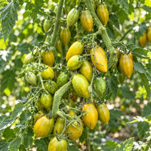 302 Dwarf Rebella Ochre F2 Tomato Seeds | 0.9–1.8 oz Green-Brown Striped Plum Fruits