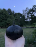 Black Bear Pumpkin Seeds | Cucurbita pepo | Organic USA Grown Pumpkin
