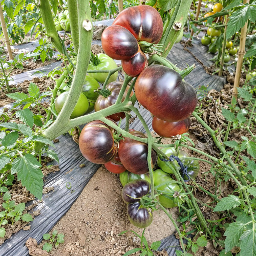 333 Dirty Curty Tomato Seeds | 7.1–10.6 oz Pink Fruits with Blue-Gray Shoulders