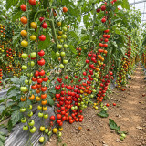 338 Minusinsk Red Cherry Tomato Seeds | 1.1 oz Deep Red Cherries on Massive Trusses