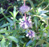 Black Sage Seeds | Salvia mellifera | Fragrant Native Perennial Herb