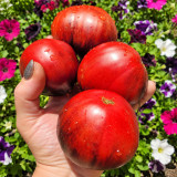 345 Junior Sergeant Tomato Seeds | 5.3–8.8 oz Pink Hearts with Indigo Shoulders