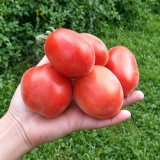 350 Scheherazade Woolly Tomato Seeds | 3.5–7.1 oz Fuzzy Orange-Red Fruits