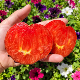 345 Junior Sergeant Tomato Seeds | 5.3–8.8 oz Pink Hearts with Indigo Shoulders