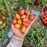 344 Submarine Blush Tomato Seeds | 0.7–1.4 oz Rosy-Gold Pear Cherries