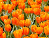 Orange Tulip Bulbs | Tulipa | Bright Orange Spring Blooms