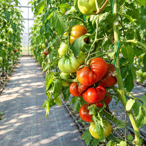 293 Cuba Giant Black Tomato Seeds | 8–16 oz Mahogany-Purple Beefsteaks