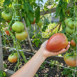 339 Tundra Tomato Seeds | 7.1–17.6 oz Purple-Brown Oxhearts