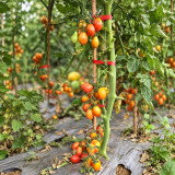 344 Submarine Blush Tomato Seeds | 0.7–1.4 oz Rosy-Gold Pear Cherries