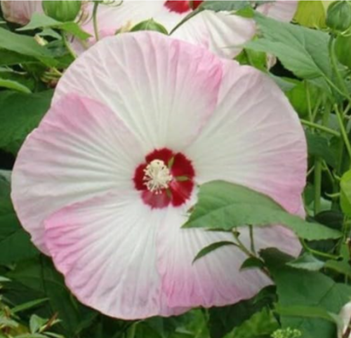 Swamp Rose Mallow Seeds | Hibiscus moscheutos | Hardy Hibiscus for Wet Garden Areas