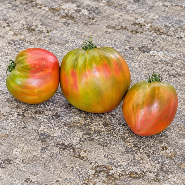 341 Taiga Tomato Seeds | 8.8–14.1 oz Green, Gold and Pink Oxhearts