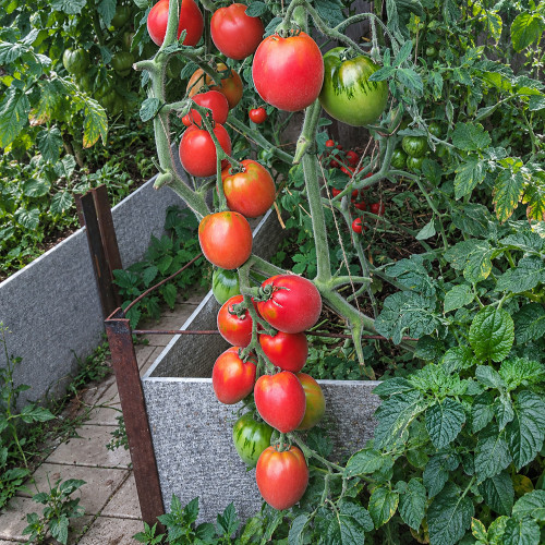 350 Scheherazade Woolly Tomato Seeds | 3.5–7.1 oz Fuzzy Orange-Red Fruits