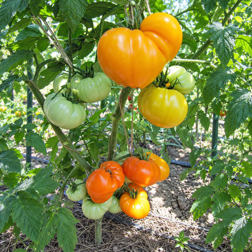 349 Queen Marbena Tomato Seeds | 8.8–17.6 oz Orange Beefsteaks
