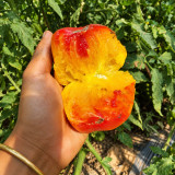 328 Weary Sun Tomato Seeds | 7.1–12.3 oz Yellow-Pink Bicolor Beefsteaks