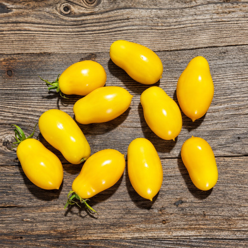 290 Yellow Fan Multiflora Tomato Seeds | 3.5–5.3 oz Golden-Yellow Plum Fruits
