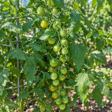 285 Cuizhu Cherry Tomato Seeds | Small Green to Olive-Green Cherry Fruits