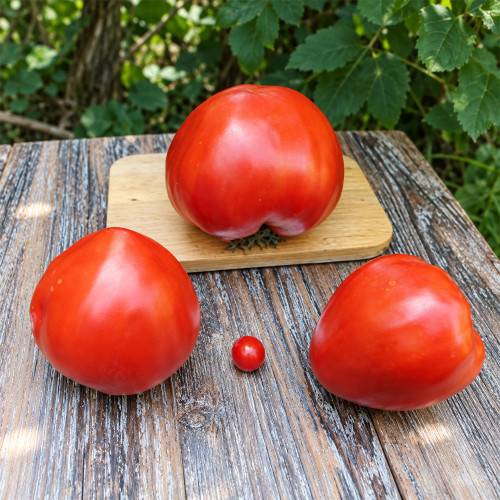 279 Minusinsk Giant Tomato Seeds | 10.6–24.7 oz Red Heart-Shaped Beefsteaks