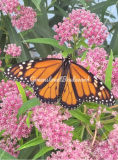 Asclepias incarnata | Swamp Milkweed 'Cinderella' | Perennial, Hardy Zones 3-9