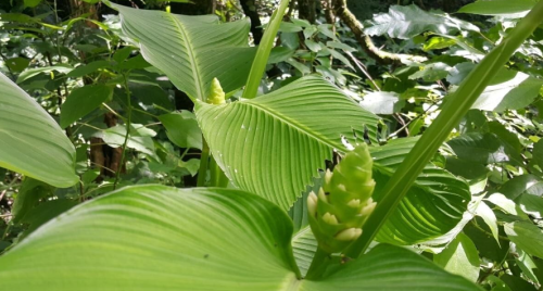 Calathea macrosepala Seeds | Calathea macrosepala | Tropical Foliage Plant