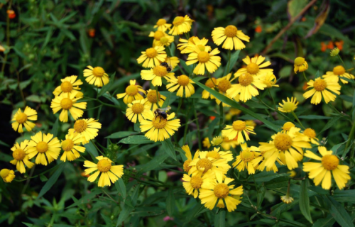 Sneezeweed Seeds | Helenium autumnale | Yellow Helen's Flower, Hardy Perennial Wildflower