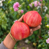 278 Red Dragon Heart Tomato Seeds | 3.5–14.1 oz Red Hearts with Golden Stripes
