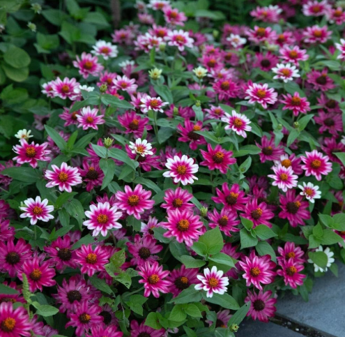 Profusion Cherry Bicolor Zinnia Seeds | Zinnia elegans | Bright Bicolor Garden Flower