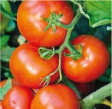 Defiant Hybrid Tomato Seeds | Solanum lycopersicum | Disease Resistant Tomato