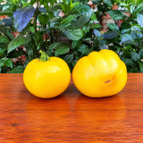 324 Minusinsk Mango Tomato Seeds | 7.1–10.6 oz Yellow Beefsteaks
