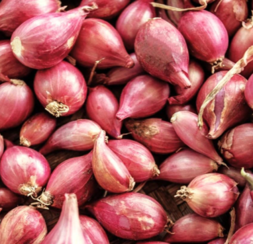 Nero Shallot Sets | Allium cepa aggregatum | Hybrid F1 Round Shallot