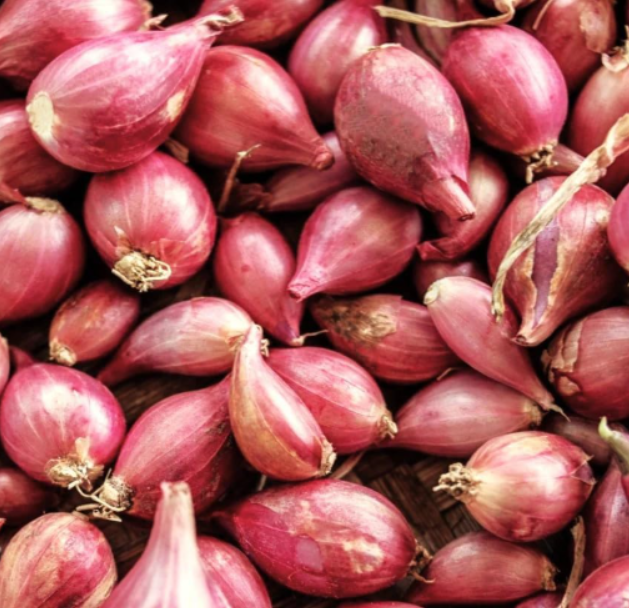 Nero Shallot Sets | Allium cepa aggregatum | Hybrid F1 Round Shallot