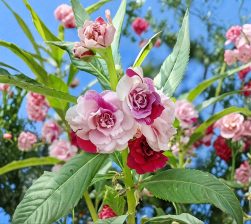 Balsam Impatiens Seeds | Impatiens balsamina | Annual Touch-Me-Not Flower