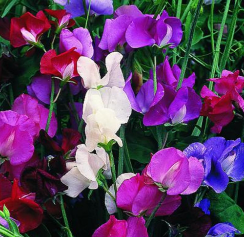 Sweet Pea Seeds | Lathyrus odoratus | Royal Mix Fragrant Climbing Flower