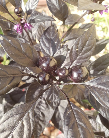 Black Pearl Ornamental Pepper Seeds | Capsicum annuum | Unique Decorative Pepper
