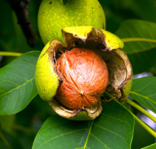 Carpathian English Walnut Tree Seeds | Juglans regia | Cold Hardy Nut Tree