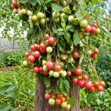325 Korean Creeping Tomato Seeds | 0.7–1.2 oz Pink Fruits on Trailing Plants