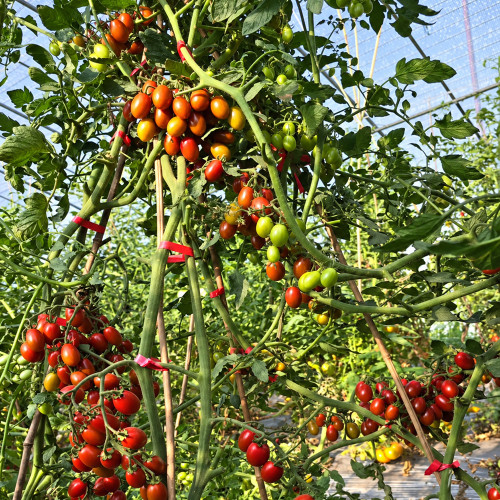 321 Blood Drop Tomato Seeds | 0.35–0.53 oz Dark Red Chocolate Cherries
