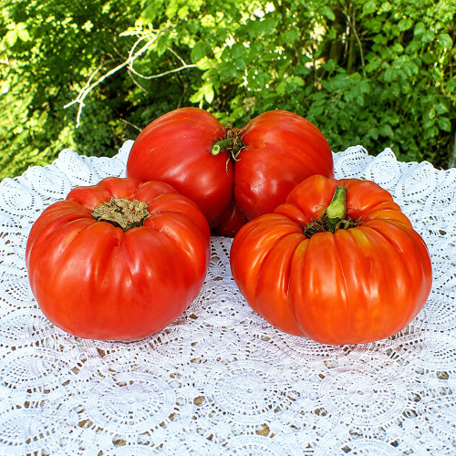 262 Mega Marv Tomato Seeds | 16-24 oz Giant Red Beefsteaks