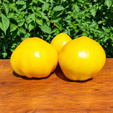 275 Your Majesty Tomato Seeds | 12.3-17.6 oz Golden Yellow Hearts