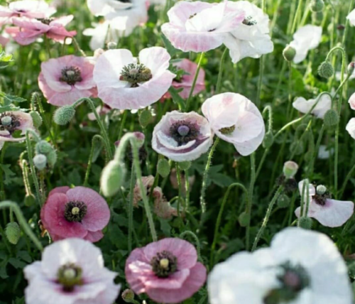 Poppies Pink & White Mix Wildflower Seeds | Papaver | Perfect for Garden Beds