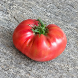 250 Jackass Red Dwarf Tomato Seeds | 4.6–14.1 oz Sweet Red Beefsteaks