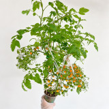 272 Microberry Tomato Seeds | 0.02-0.1 oz Golden Orange Multiflora Berries