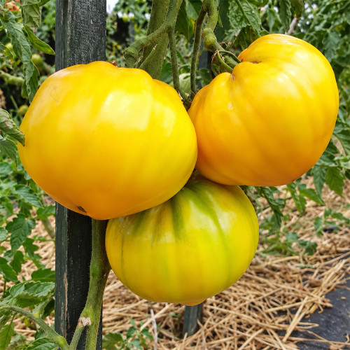 275 Your Majesty Tomato Seeds | 12.3-17.6 oz Golden Yellow Hearts