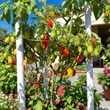 266 Sprite Tomato Seeds | 0.5-0.75 oz Red Oval Grape Tomatoes