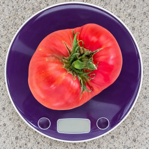 250 Jackass Red Dwarf Tomato Seeds | 4.6–14.1 oz Sweet Red Beefsteaks