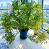 272 Microberry Tomato Seeds | 0.02-0.1 oz Golden Orange Multiflora Berries