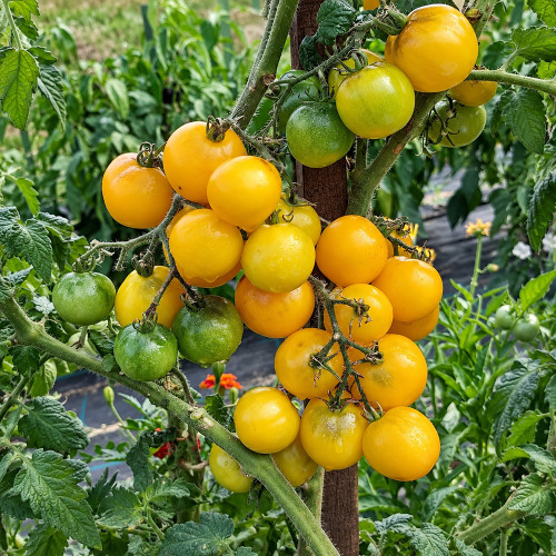 254 Dwarf Moby's Cherry Tomato Seeds | 1–2 oz Creamy-Yellow Cherries
